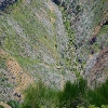 Plants: image 60 Of 208 Thumb